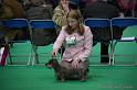 Crufts2011_2 691